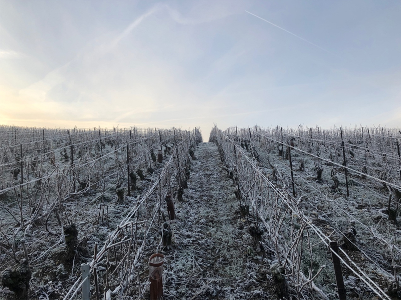 Taille de vigne selon la tradition